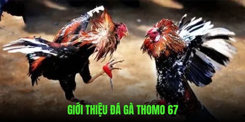 Giới thiệu qua những đặc điểm đá gà thomo 67 