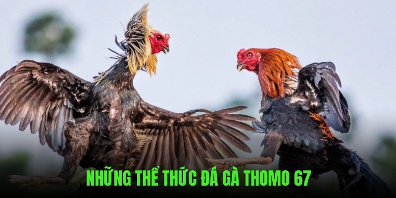 Những thể thức đá được ưa chuộng trên đá gà thomo 67